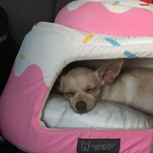 Meet your Posher, Berenice